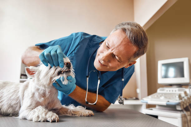 Best Same-Day Emergency Dental Services in Springville, AL